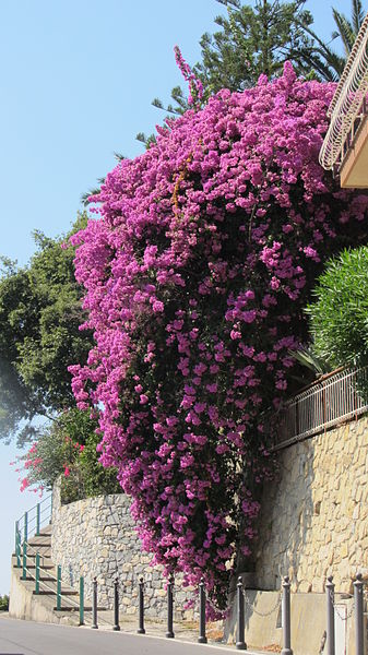 File:Bougainvillea in Ligurien, Italien.JPG