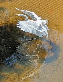 Landing in Matadero Creek Brace for water landing, gear extended.jpg