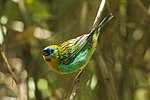 Brassy-breasted Tanager - Regua - Brazil S4E1979 (12797187424).jpg