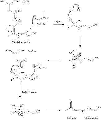 This is the speculated mechanism for the hydrolysis of ethanolamides by NAAA, which is very similar to that of acid ceramise. BreakdownofNAAA.jpg