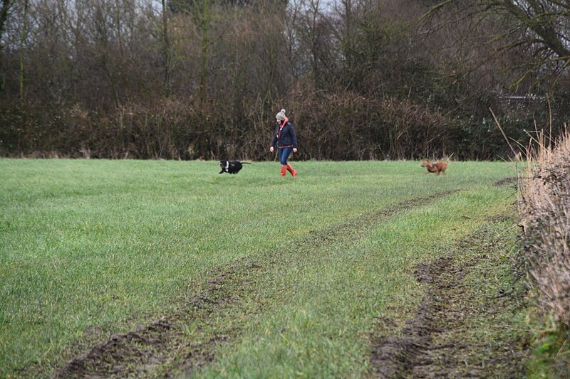 File:Bridgwater , Grassy Field - geograph.org.uk - 4843501.jpg