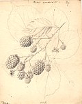 Vignette pour Rubus armeniacus