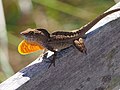 Thumbnail for Brown anole