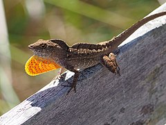 Brown anole