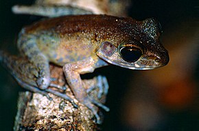 Ruskea Marsh Frog (Hylarana baramica) (14136461355) .jpg -kuvan kuvaus.