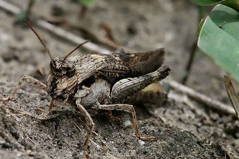 File:Brown grasshopper.jpg