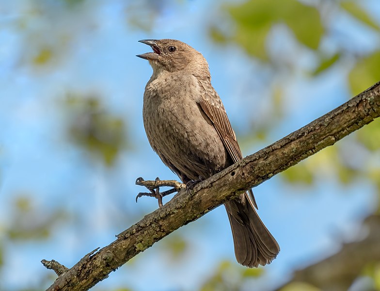 File:Brown headed cowbird female in JBWR (25487).jpg