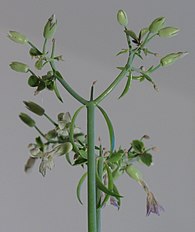 <center>Kalanchoe daigremontiana</center>