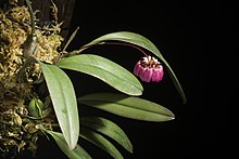 Bulbophyllum aff. corolliferum J.J.Sm., Bull. Jard. Bot. Buitenzorg, sér. 2, 25 80 (1917). (51032340781).jpg