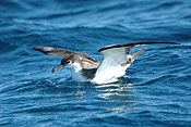 Bullershearwater.jpg