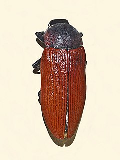 <i>Temognatha heros</i> species of insect