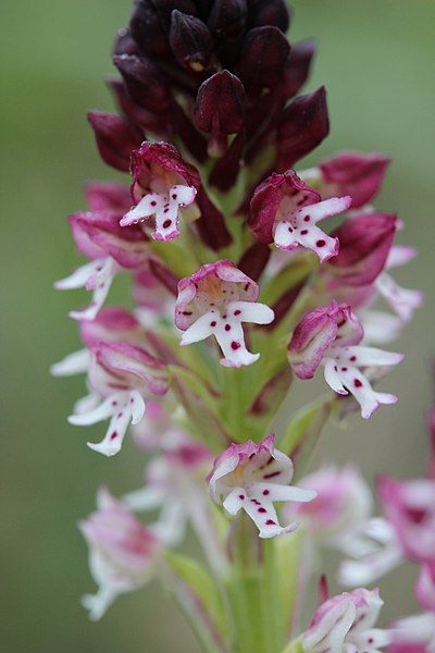 File:Burnt-tip Orchid - Neotinea ustulata - panoramio (39).jpg