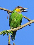 Lakaran kecil untuk Takur jambang emas (burung)