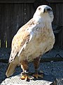 Ferruginous Hawk (Buteo regalis)