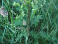 Calamagrostis epigejos.jpeg