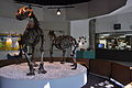 Szkielety Panthera leo atrox i Smilodon californicus znalezione na Rancho La Brea