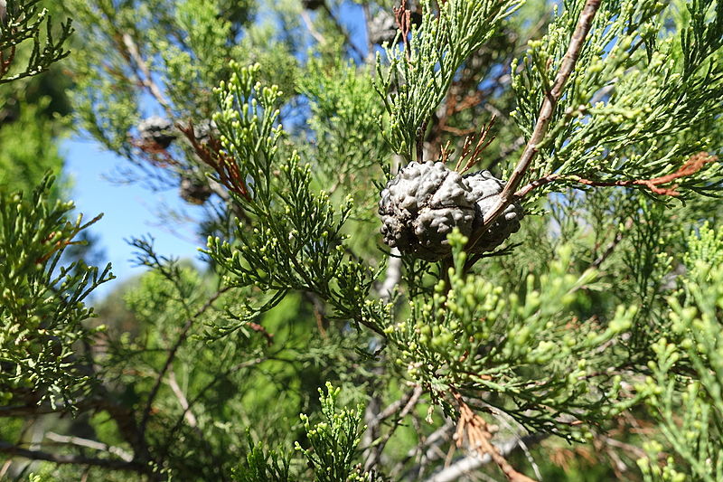 File:Callitris preissii - Jardín Botánico de Barcelona - Barcelona, Spain - DSC08972.JPG