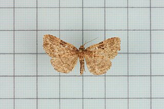 <i>Callopistria delicata</i> Species of moth