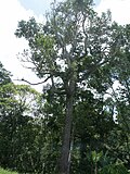 Vignette pour Calophyllum caledonicum