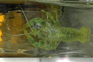 <i>Cambaroides dauricus</i> Species of crayfish