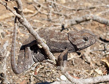 'n Gewone verkleurmannetjie (Chamaeleo chamaeleon) kamoefleer homself om met die omgewing saam te smelt, soos afgeneem in Oueslatia, Tunisië.