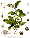 Camellia sinensis drawing.jpg