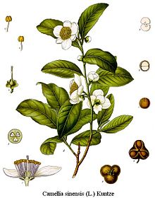 Camellia sinensis Camellia sinensis drawing.jpg