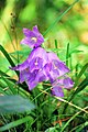 * Nomination Campanula barbata -- Etienne 11:24, 8 November 2009 (UTC) * Decline Too many unnecessary elements in the foreground: blurred leaflet, grass (before the shooting, I simply remove unnecessary items.) Quite striking noise. Sorry, this photo is not QI for me. - Darius Baužys 07:20, 9 November 2009 (UTC) Thank you for the advice! -- Etienne 11:22, 9 November 2009 (UTC)