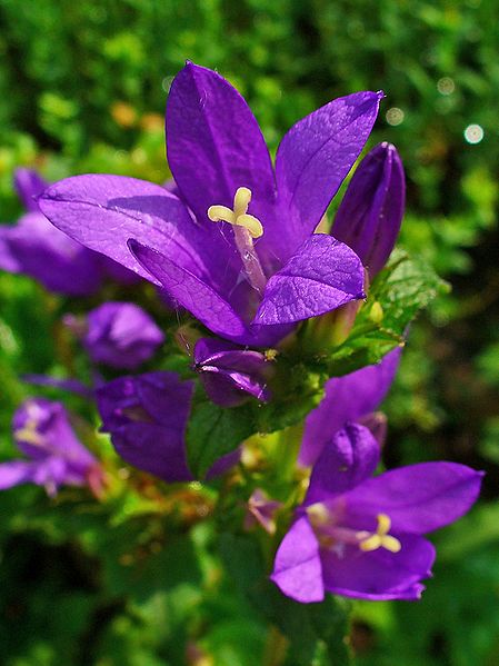 File:Campanula glomerata 003.JPG