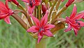 Candelabra Flower (Brunsvigia natalensis) close-up ... (31823388647).jpg