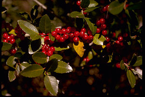 Cape Hatteras National Seashore CAHA1255.jpg