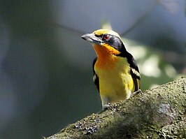 Gouden baardvogel