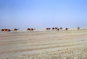 Caravane dans le dessert du Registan (Afghanistan) en 1969.jpg