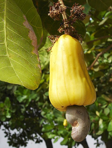 صورة:Cashew Brazil fruit 1.jpg