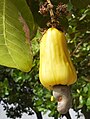 Brazilian cashew fruit.