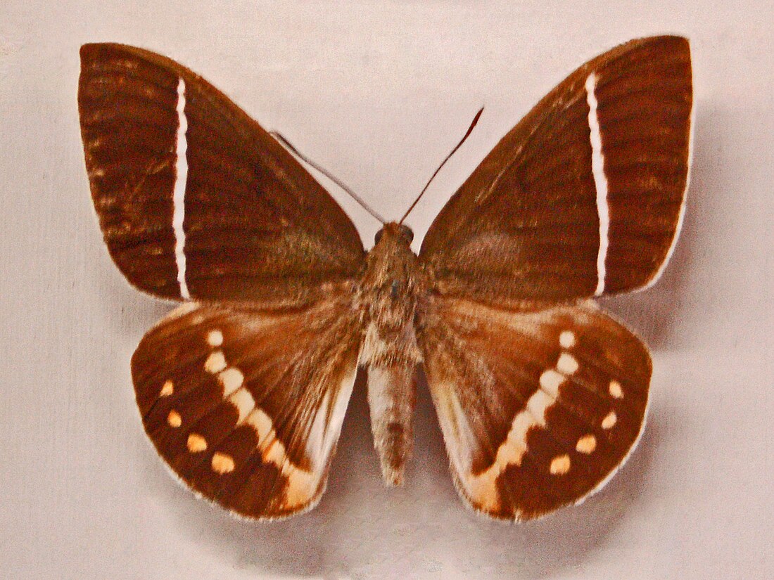 Amauta (insecto)