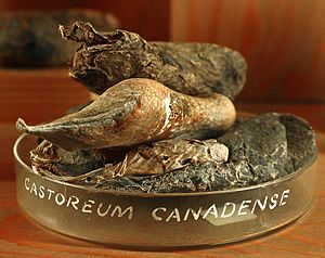 Castoreum 01.jpg