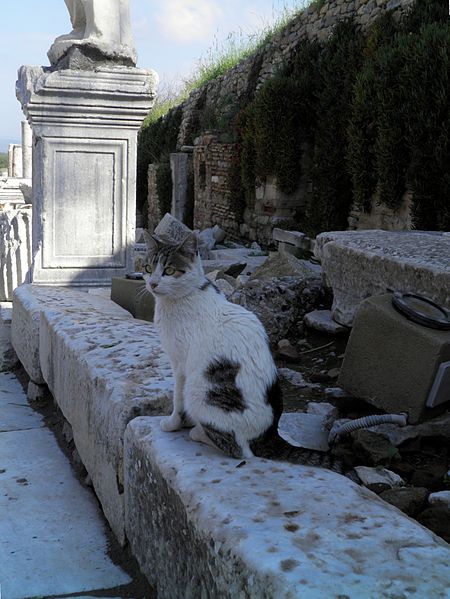 File:Cat among the ruins, Ephesus, Turkey (7733702688).jpg