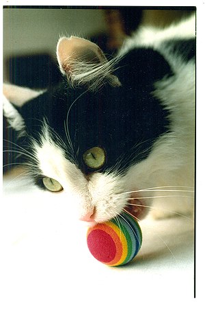 Cat and ball.jpg