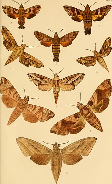 File:Catalogue of eastern and Australian Lepidoptera Heterocera in the collection of the Oxford University Museum (1892) (20586155431).jpg