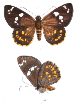 Celaenorrhinus patula