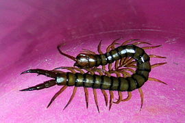 ??? Onbekende duizendpoot, Scolopendra sp. in Nationaal park Andasibe Mantadia