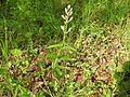 Cephalanthera × schulzei Germany - Zeutern