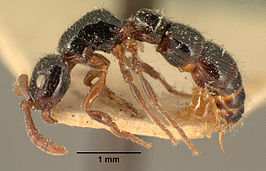 Cerapachys kraepelinii