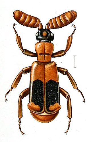 <i>Ceratoderus</i> Genus of beetles