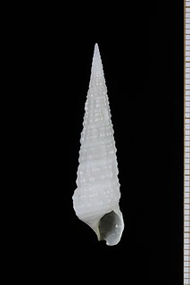 <i>Cerithium flemischi</i> species of mollusc