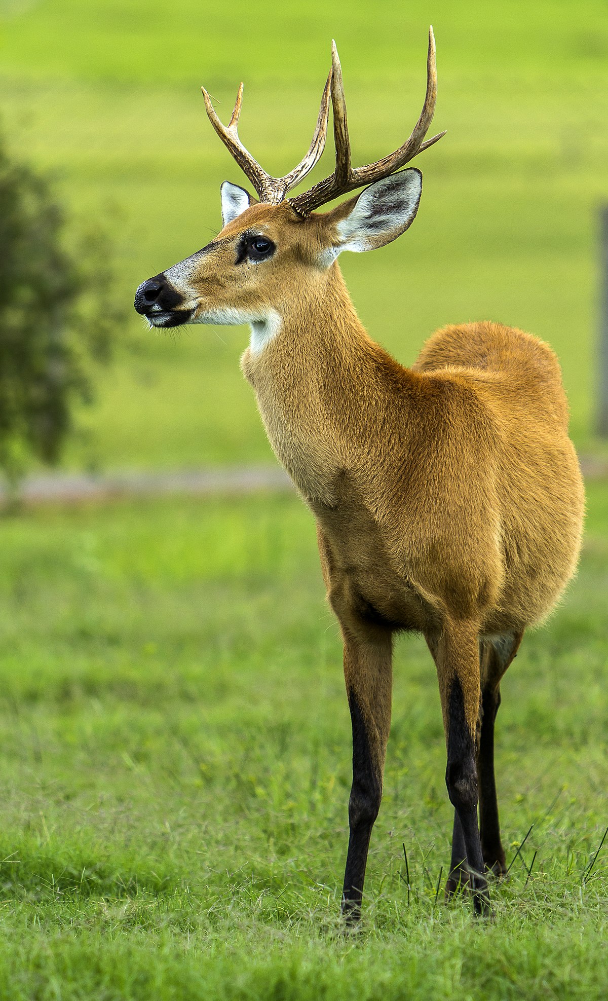 Marsh deer - Wikipedia