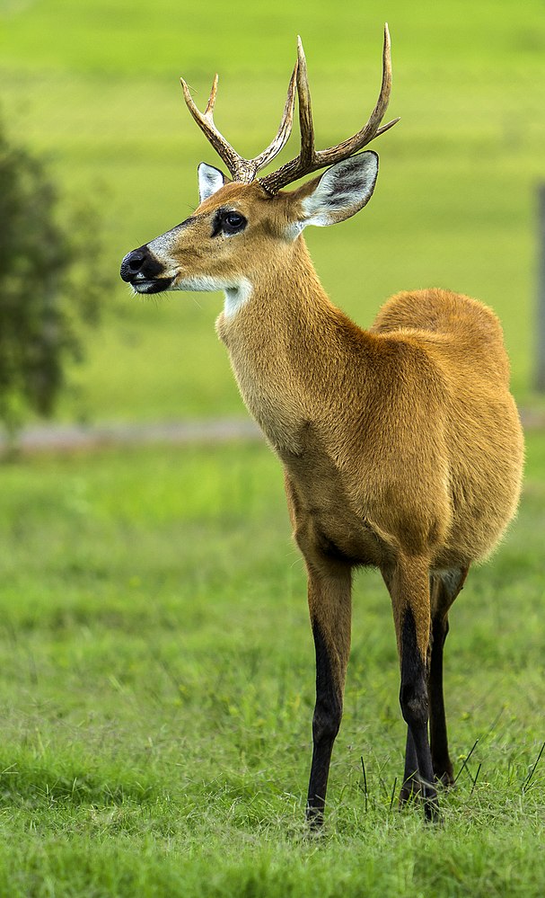 The average adult size of a Marsh deer is  (5' 8