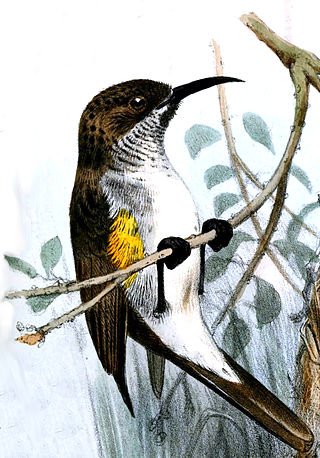 <span class="mw-page-title-main">Socotra sunbird</span> Species of bird