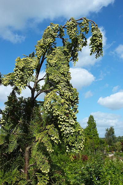 File:Chamaecyparis Iawsoniana Golden Wonder.jpg